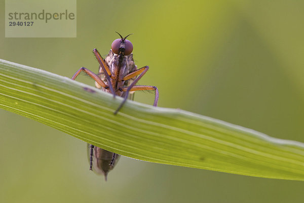 Raubfliege (Asilidae)