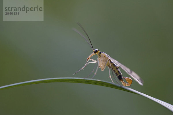 Skorpionsfliege (Panorpa communis) Männchen