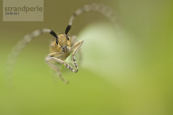 Distelbock (Agapanthia villosoviridescens)