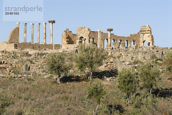 Ruinen des Kapitols und der Basilika in der antiken Römerstadt Volubilis  Marokko  Afrika