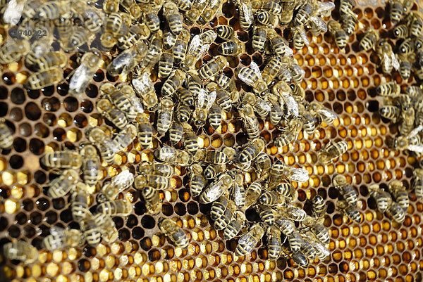 Bienenbesetzte Wabe mit Pollen unterschiedlicher Provinienz