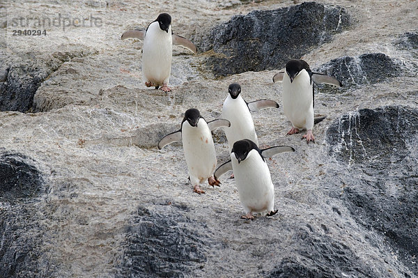 Adelie Pinguine (Pygoscelis adeliae)  Gourdin Island  Antarktis