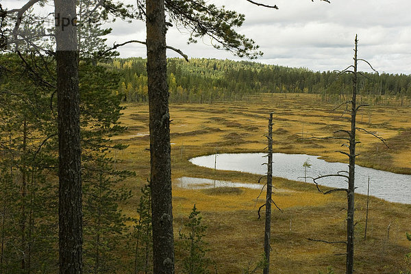 Apamoor  Moorsee  Kiefernwald  Patvinsuo Nationalpark  Finnland
