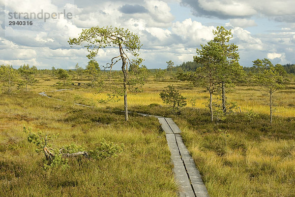 Steg durch Moor mit Kiefern  Liesjärvi Nationalpark  Finnland