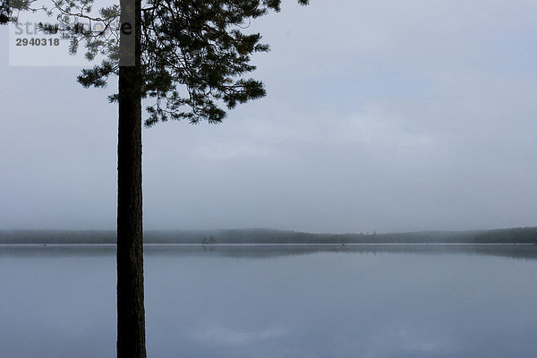 See im Nebel  Kiefersilhouette  Salamajärvi Nationalpark  Finnland