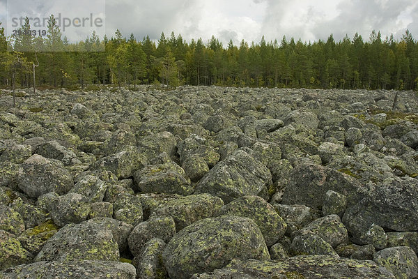 Eiszeitliche Geröllhalde  Steine  Salamajärvi Nationalpark  Finnland
