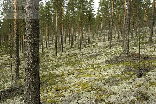 Rentierflechte (Cladonia rangiferina) im Kiefernwald des Rokua Nationalpark  Finnland