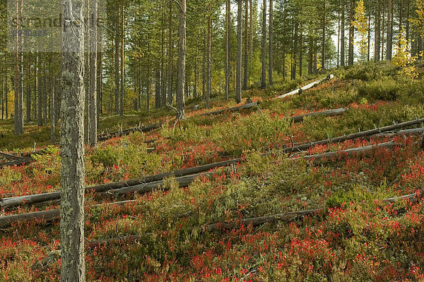 Kiefernwald  Blaubeerbüsche  Lakkapolku  Patvinsuo National Park  Finnland
