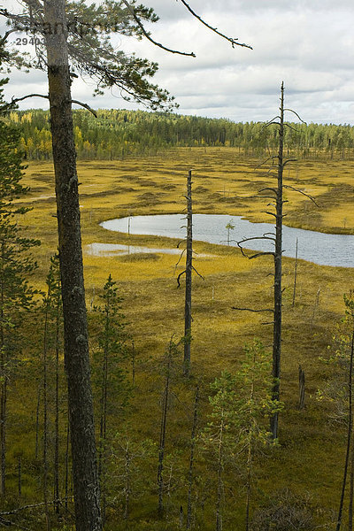 Moorsee  Kiefernwald  Mäntypolku  Patvinsuo National Park  Finnland
