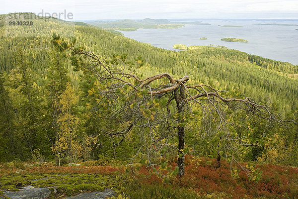 Pielinen See  Kiefer  Wald  Herbst  Koli National Park  Finnland