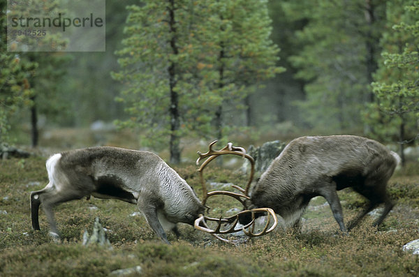 Rentierbullen (Rangifer tarandus) im Zweikampf  Jämtland  Schweden