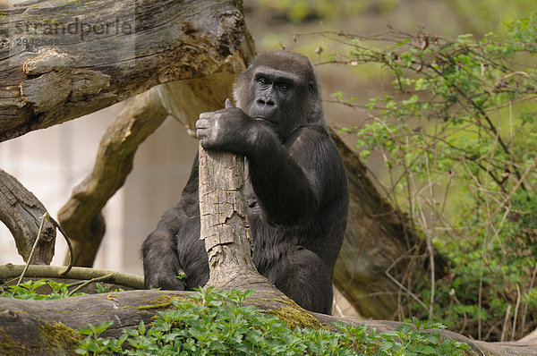 Westliche Flachlandgorilla (Gorilla gorilla gorilla)  Ganzansicht