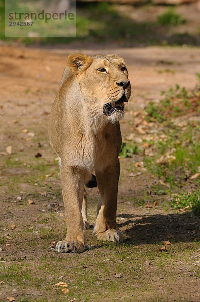 Löwin (Panthera leo)  Ganzansicht