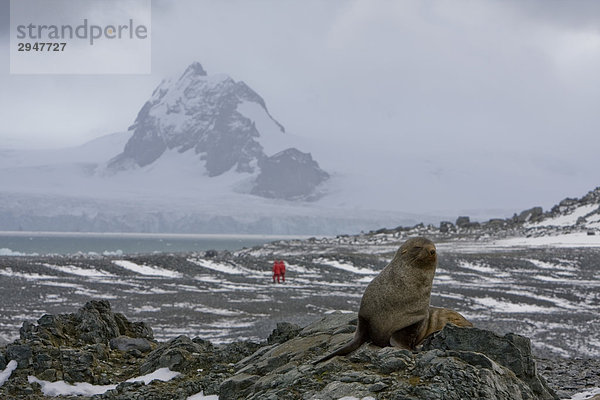 Juvenile Seebär auf Halfmoon Insel der Antarktis