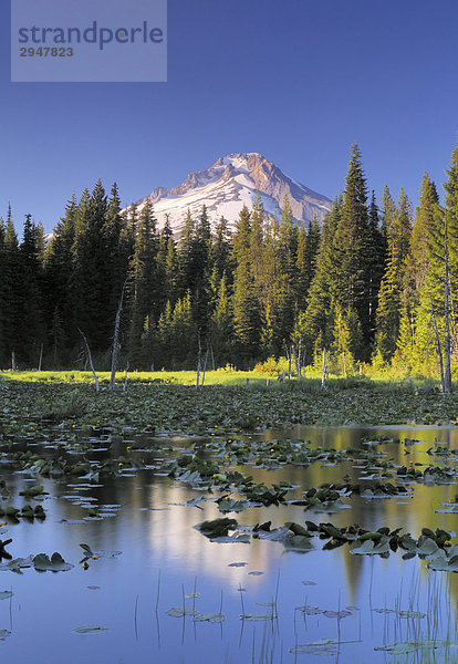 Mount Hood spiegelt sich in Trillium See mit Seerosen im Vordergrund  Oregon