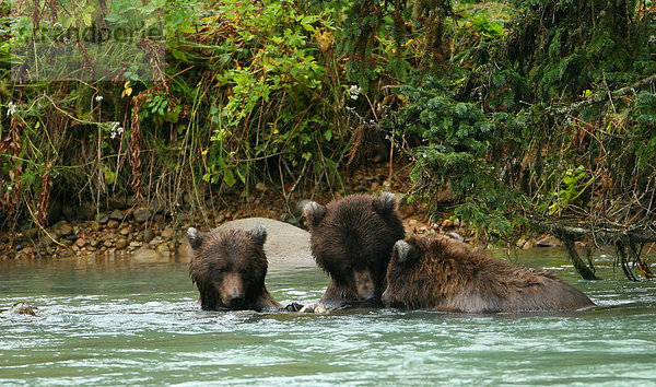 Grizzly-Bären Angeln in Chilkoot River  Haines  Alaska