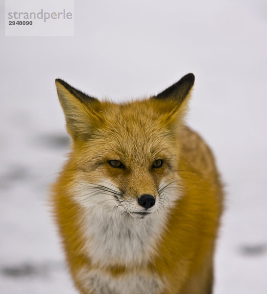 Nahaufnahme of a Red fox