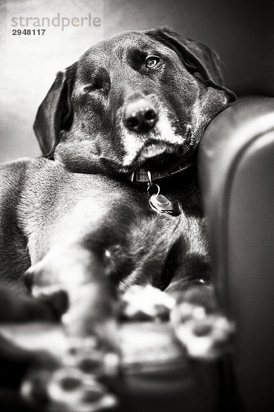 Portrait eines Hundes lässig auf Stuhl