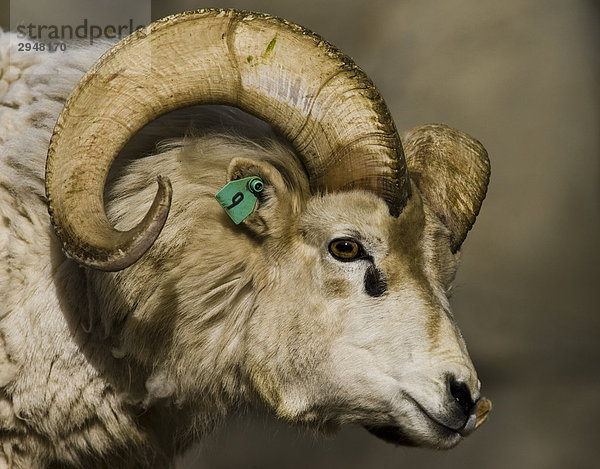 Ein Dall-Schaf