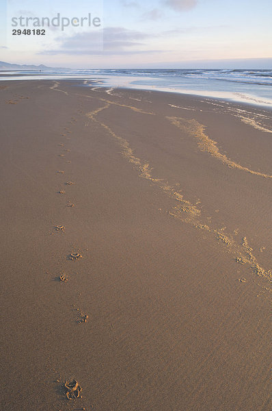 Dog Paw druckt im Sand am Strand entlang der Pazifikküste  Oregon
