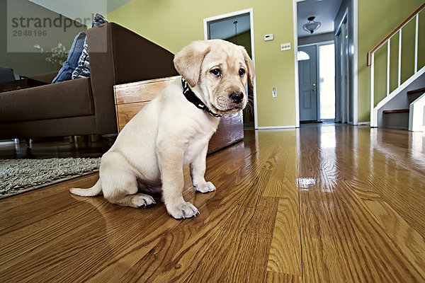 gelb Labrador Eigentumswohnung Retriever Welpe neues Zuhause