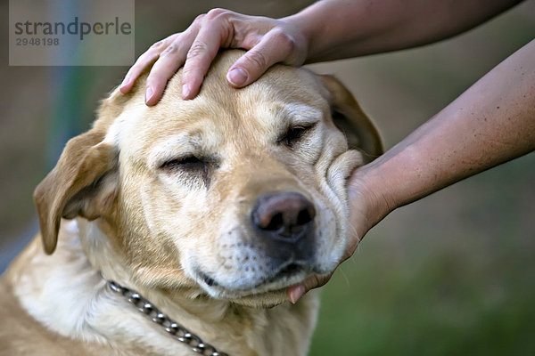 Person streicheln ein yellow Labrador-Apportierhund