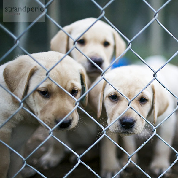Yellow Labrador Retriever Puppies hinter Kennel Fechten