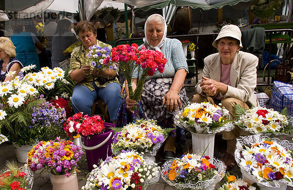 Damen Blumen am Markt  Lviv  Ukraine verkaufen
