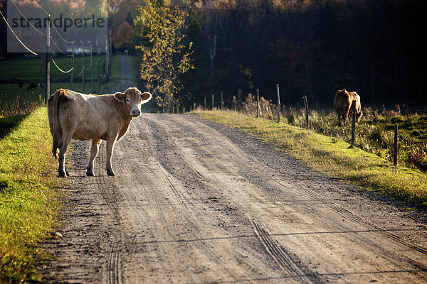 In der Mitte des eine unbefestigte Straße  Maricourt  Québec Kuh