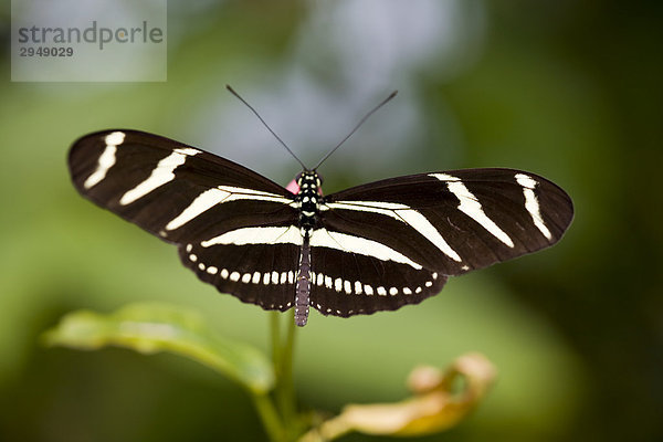 Zebra Schmetterling  (Heliconius Charitonia) Mittel- und Südamerika  Florida