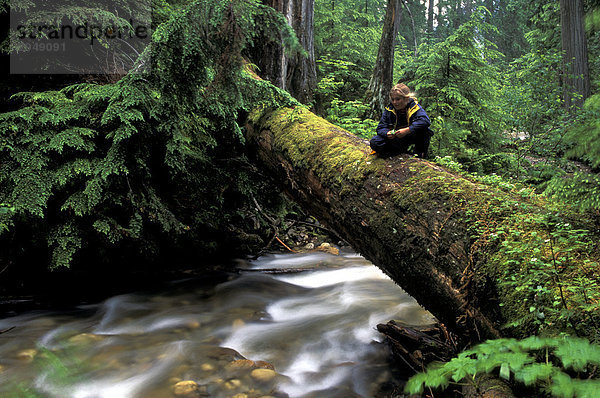 Wald in Quesnel Lake-Gebiet  British Columbia