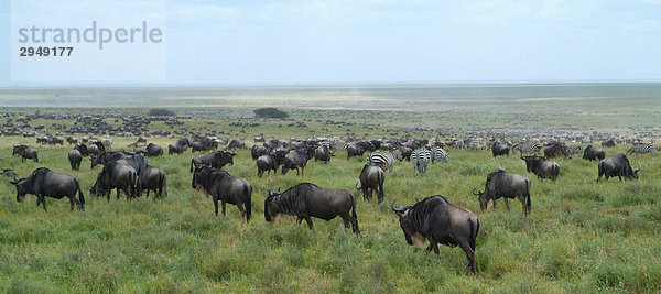 Gnus auf die Serengeti  Tansania  Ostafrika migrieren