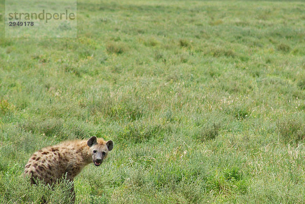 Hyäne auf den Ebenen der Serengeti  Tansania  Ost-Afrika