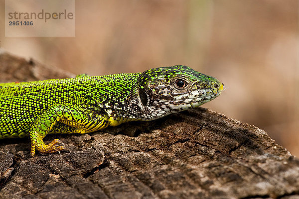 Lacerta bilineata  close-up