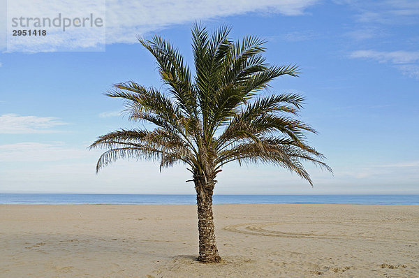 Palm on an empty beach  Gandia  Costa Blanca  Valencia Province  Spain