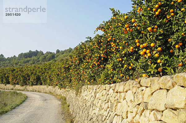 Straße  Steinmauer  Plantage  Orangenbäume  Callosa d'en Sarria  Alicante  Costa Blanca  Spanien