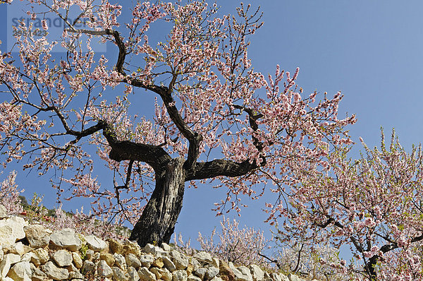 Mandelbüte (Prunus dulcis  Prunus amygdalus)  Tarbena  Alicante  Costa Blanca  Spanien