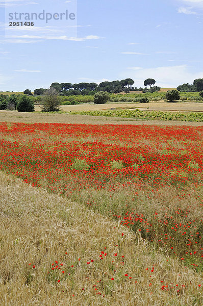 Klatschmohn (Papaver rhoeas)  Mohnblumenfeld  Tal des Jucar  Albacete  Kastilien La Mancha  Spanien  Europa