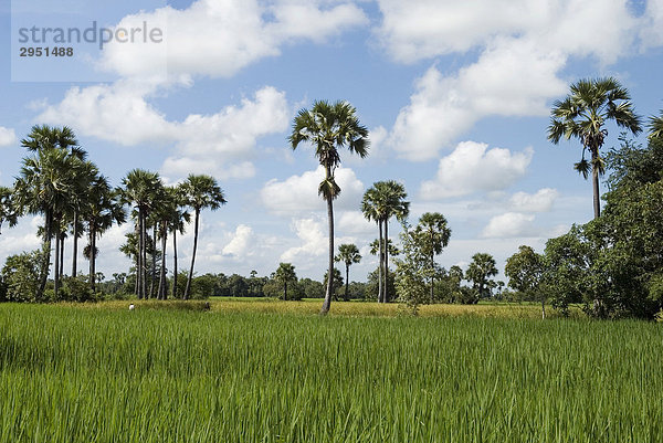 Landschaft mit Reisfeld und Palmen  Takeo Province  Kambodscha