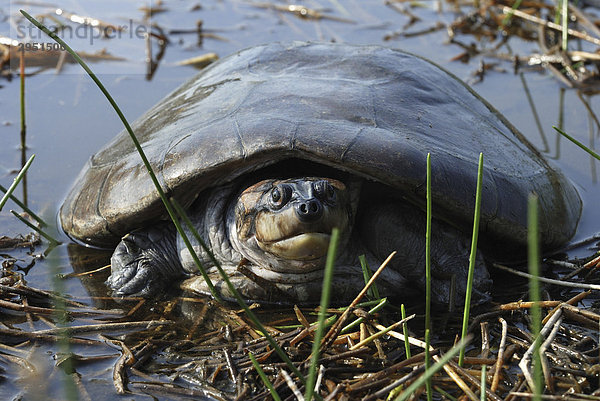 Terekay-Schienenschildkröte (Port: Tartaruga  Podocnemis unifilis)  Amazonasbecken  Brasilien