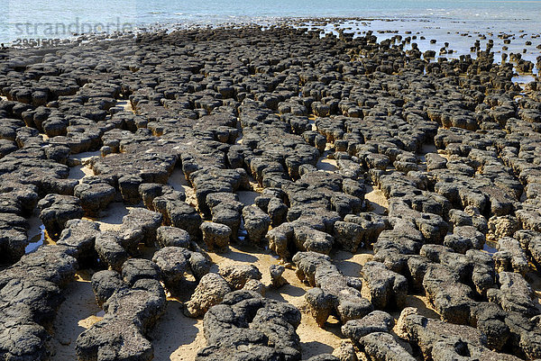 Stromatoliten  Hamlin Pool Marine Nature Reserve  Shark Bay  WA  Australien