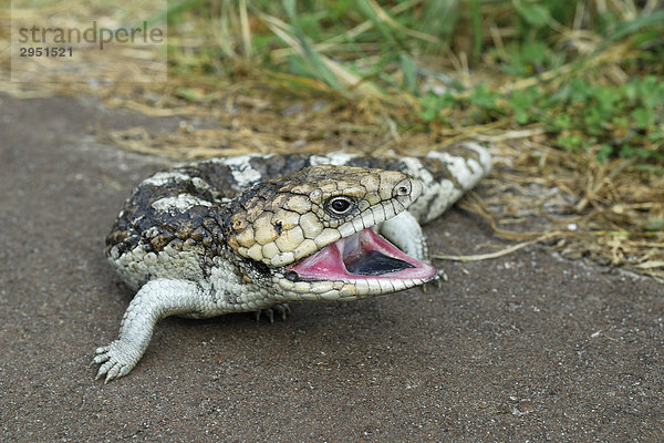 Tannenzapfenechse  Tannenzapfenskink (Tiliqua rugosa)  Westaustralien  Australien