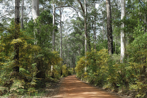 Sandstraße durch den Karri Forest  Warren Nationalpark  Westaustralien  Australien