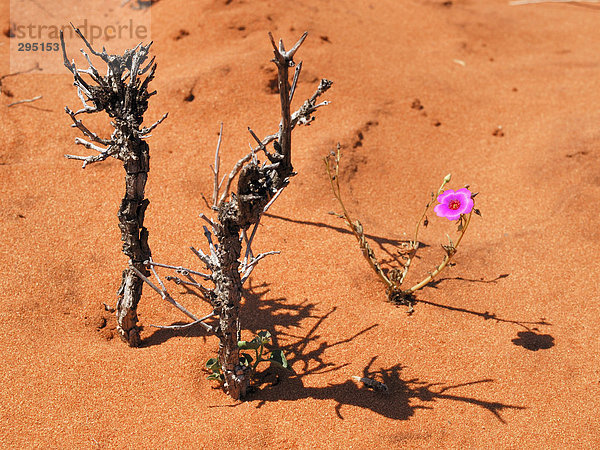 Einzelne Parakeelia (Calandrinia linifolia) im Wüstensand  Shark Bay World Heritage Area  Western Australia  Australien
