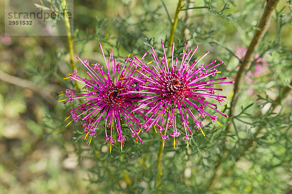 Rose Cone Flower  Isopogon formosus  Ambergate Reserve bei Busselton  Western Australia  Australien