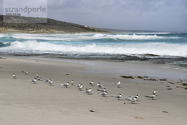 Seeschwalben (Sterna bergii)  Strand von Horrocks  Western Australia  Australien