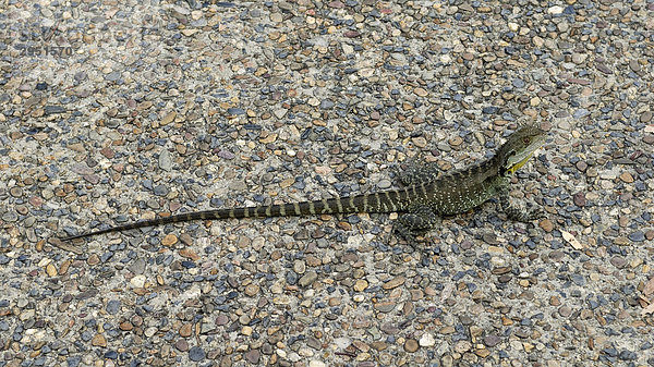 Australische Wasseragame (Physignatus lesueurii)  Canberra  Australien