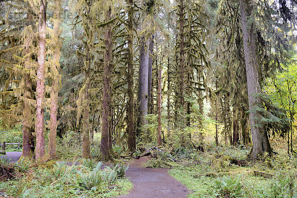 Wanderweg durch Regenwald  Hoh Rain Forest  Olympic Peninsula  Washington  USA