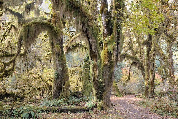 Wanderweg durch mit Moos und Flechten überzogene Baumriesen  Hoh Rain Forest  Olympic Peninsula  Washington  USA