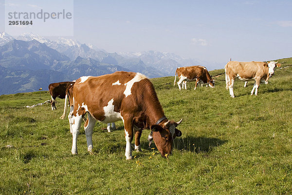 Kühe auf einer Almwiese  Niederhorn  Berner Oberland  Schweiz